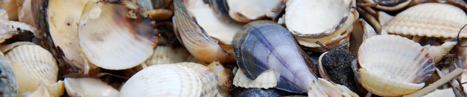 Muscheln Ostsee